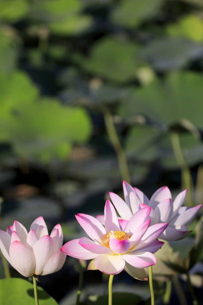 istock Lotus in japan 1547290273