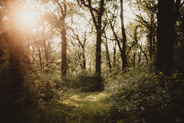 istock Open trail leading into the forest with sunset in the background 1547290562