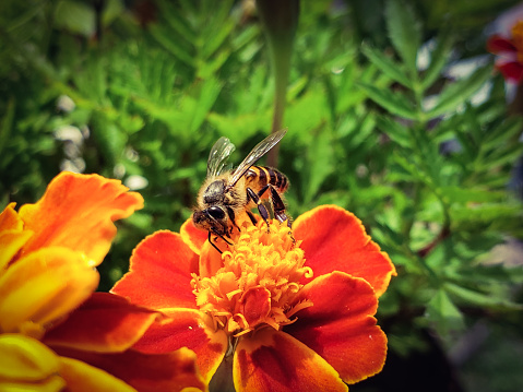 Honeybee on marigold flower. bee on flower. mutualism between honeybee and flower. bee and flower