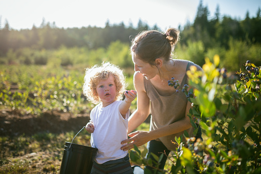 A Caucasian mother and her toddler aged son pick and eat blueberries at a small local farm running a U-Pick business.   A fun summer activity that is also healthy, tasty, and nutritious.