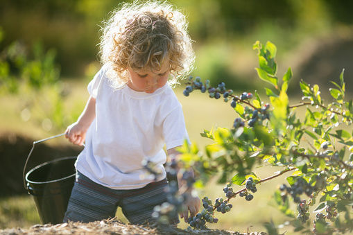 A two year old Caucasian boy picks ripe fresh blueberries at a local organic farm.  More berries are eaten than harvested.