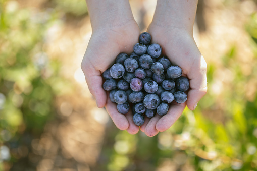A persons holding a large handful of fresh organic blueberries picked at a U-pick farm.