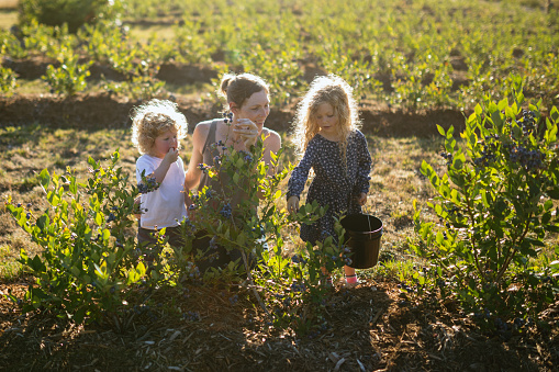 A Caucasian mother and her children pick and eat blueberries at a small local farm running a U-Pick business.   A fun summer activity that is also healthy, tasty, and nutritious.