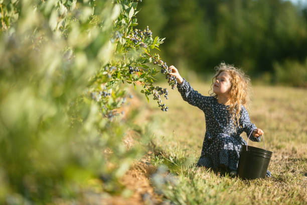 istock Girl Picking and Eating Fresh Organic Blueberries 1547291744