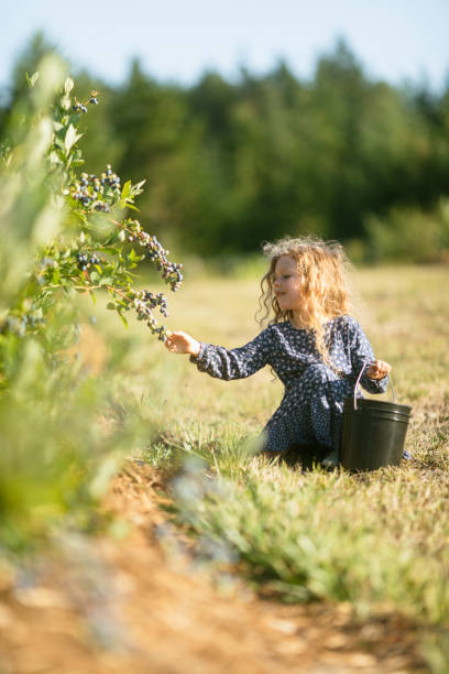 istock Girl Picking and Eating Fresh Organic Blueberries 1547291748