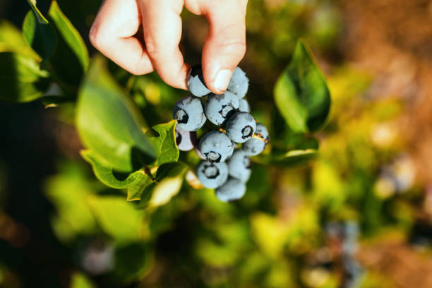 Childs Hand Picking Organic Blueberries Growing on the Bush