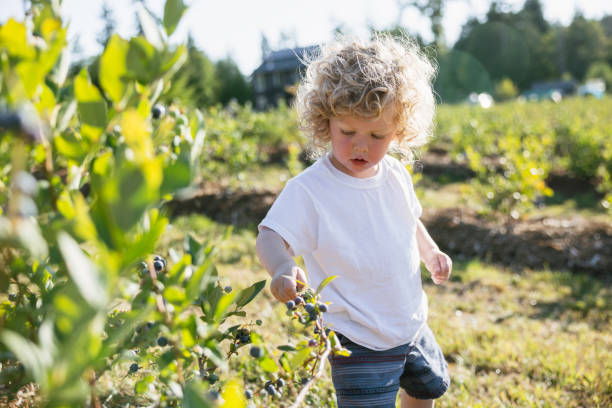 istock Cute Toddler Picking Organic Blueberries 1547291836