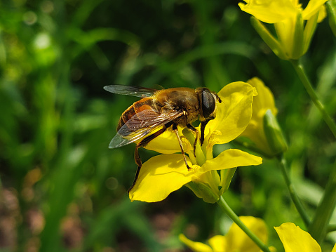 Bee collecting pollen. Bee on flower. Mutualism between honeybee and flower. Bee on yellow flower.