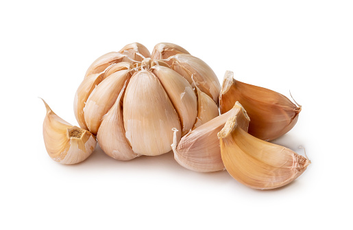 Single fresh white garlic bulb with segments is isolated on white background with clipping path, Thai herb is great for healing several severe diseases, heart attack, Hyperlipidemia or Dyslipidemia, close up photo