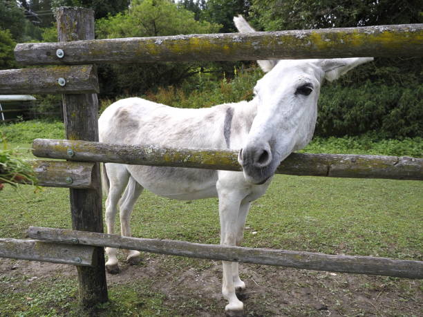 istock Portrait of a donkey 1547299118