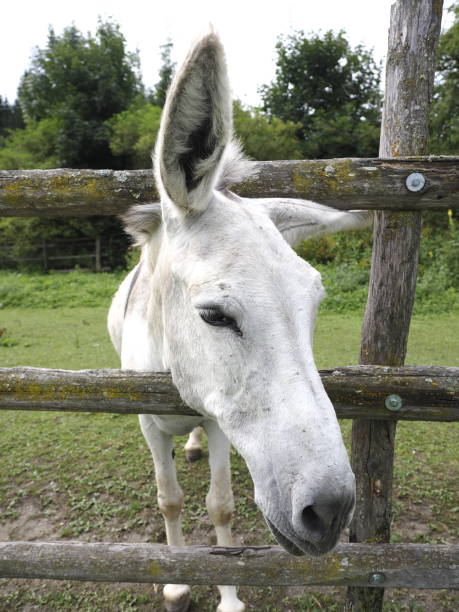 istock Portrait of a donkey 1547300190