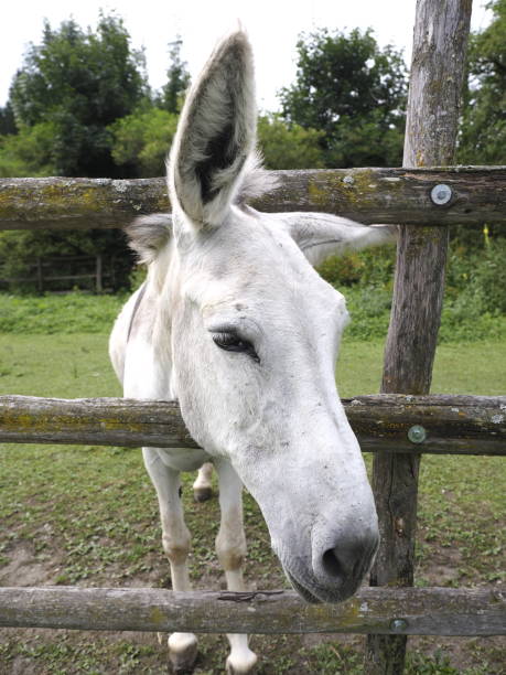 istock Portrait of a donkey 1547300198