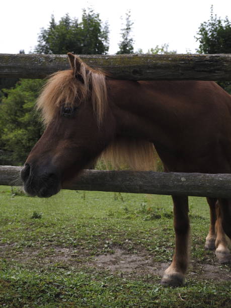 istock Portrait of a donkey 1547301244