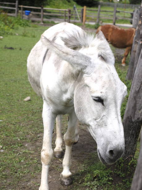 Portrait of a donkey
