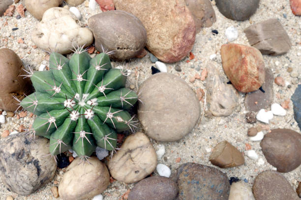 istock single small cactus tree growing on sand ground decorated with various colorful pebble stone 1547337022