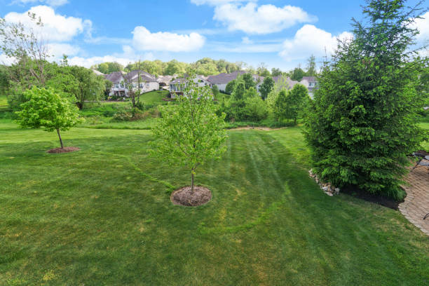 istock Green grass and trees as far as the eye can see 1547372348