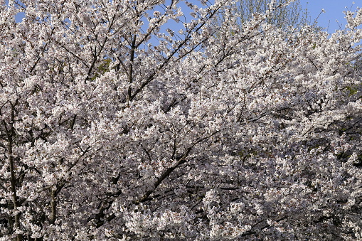 Blossoming of peach flowers in spring time