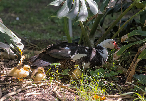 Muscovy duck and ducklings at Jardim Botanical Garden, Lisbon, Portugal