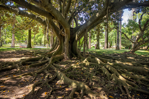 Ficus Macrophylla at Jardim Botanical Garden, Lisbon, Portugal