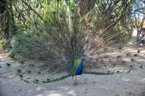 Side view to a dancing peacock in the jungle in the Wilpattu National Park in Sri Lanka