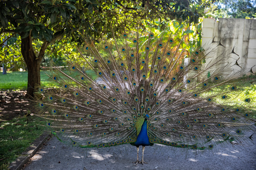Blue Peacock in full display at Jardim Botanical Garden, Lisbon, Portugal