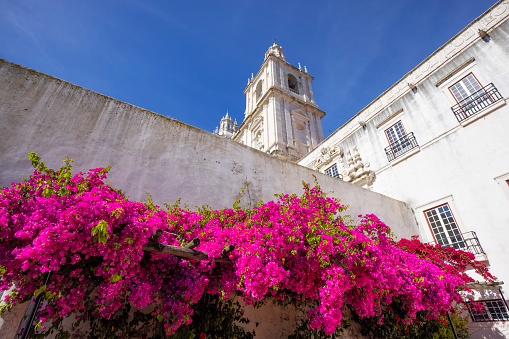 Beautiful bougainvillaea flowers in front of an old church (Monastery of São Vicente de Fora) in Lisbon, Portugal