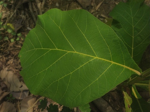 Adansonia digitata or baobab tree green leaves