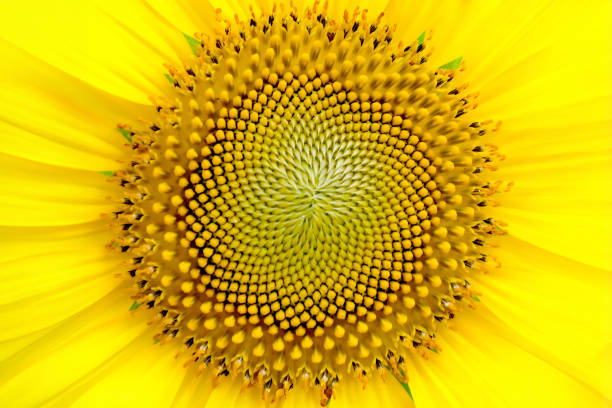 istock Blurry pollen of sunflower 1547395253