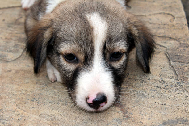 Cute puppy is sleeping on the floor. Close-up