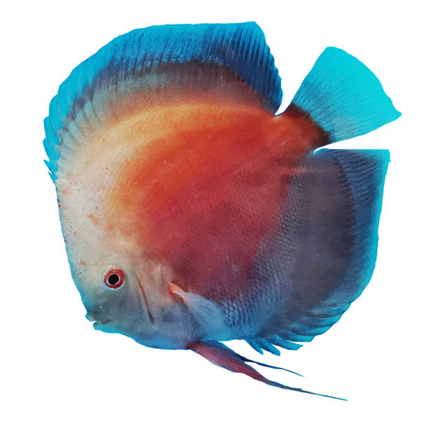 istock discus  fish in tank red and white strain 1547415966