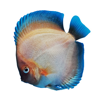 Powder-blue Tang (Acanthurus leucosternon). Marine aquarium fish Naso lituratus