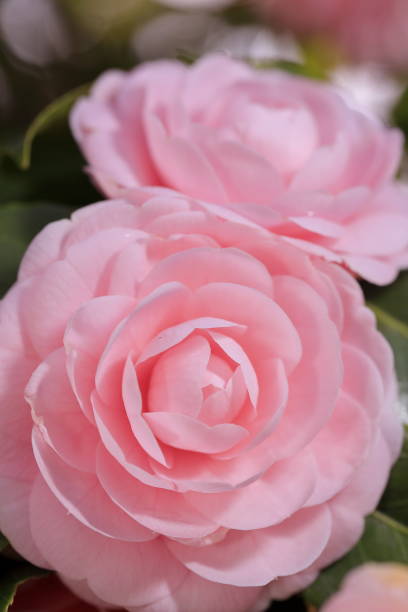 istock Otome camellia blooming in spring 1547425417