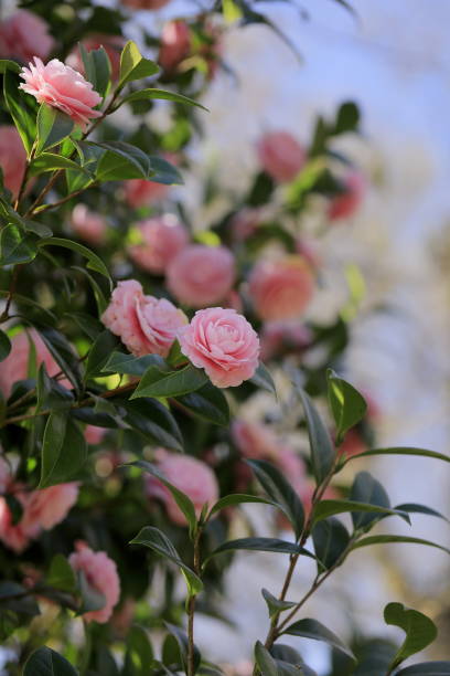 istock Otome camellia blooming in spring 1547425937