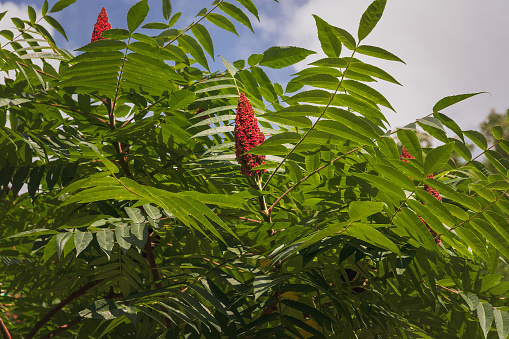 A tall ornamental plant Rhus typhina, a red flower of the sumac tree. Horned sumac, or fluffy sumac, vinegar tree (lit. Rhus typhina ). The red flower of the sumac tree.