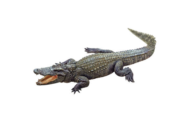 istock Crocodile open mouth isolated on white background 1547476959