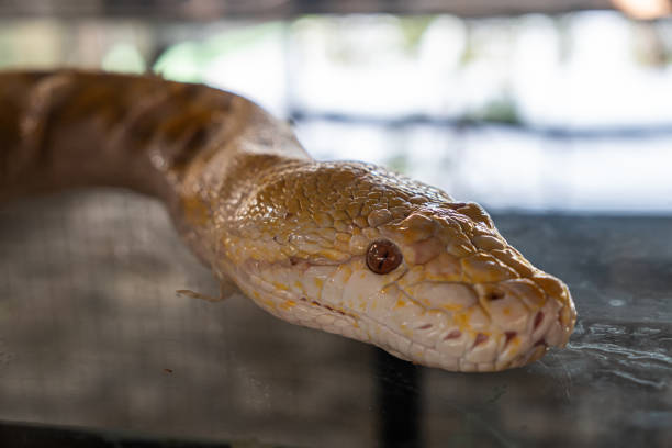 snake head close-up. Close up of a albino Burmese python