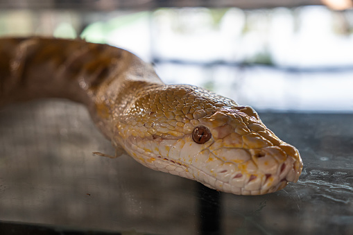 Close up of a albino Burmese python. snake head close-up