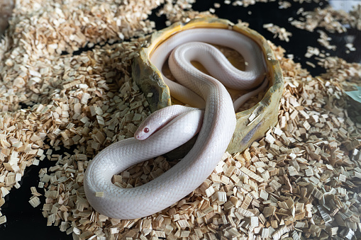 Long white rat snake inside transparent glass terrarium for exotic domestic animal