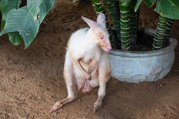 An albino red-necked wallaby (Macropus rufogriseus) feeding on grass, showing its distinctive white fur and pink eyes in daylight.
