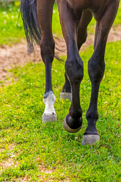 istock Horse Feet Racing close up. 1547500698