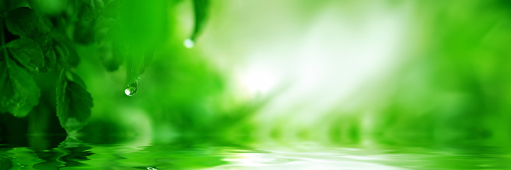 Droplet with blurred green leaf and water reflected in panoramic view for background