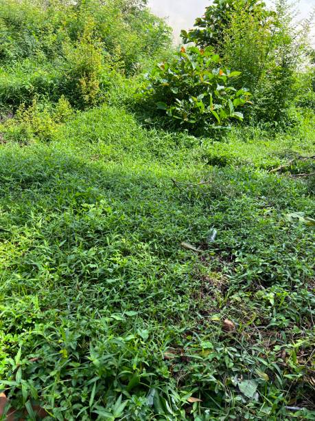istock Area covered with weeds, Land grass and gardens 1547522733