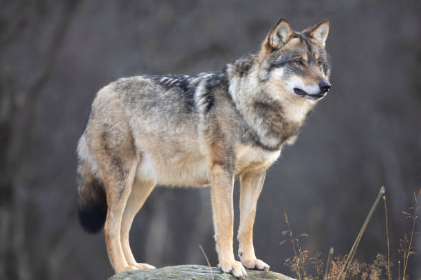istock Large male grey wolf in profile standing on a rock looking for prey 1547528864