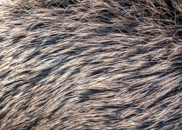 DSC09852 Wild boar hair texture, abstract stock photo