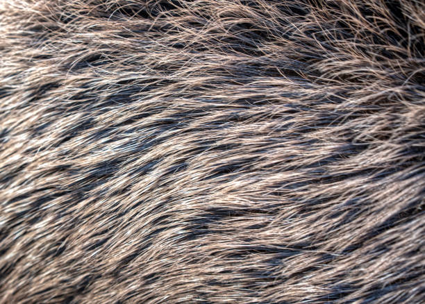 Wild boar hair texture, abstract stock photo