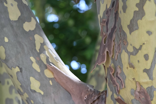 Peeling bark