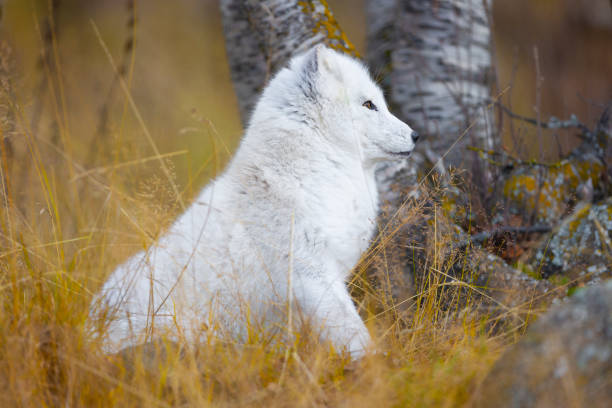 Beautiful white arctic fox in the forest at late summer or autumn