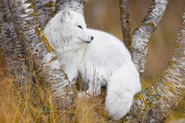 Arctic fox standing on a tree in the forest Arctic fox in winter fur in the forest at late summer or autumn white fox stock pictures, royalty-free photos & images