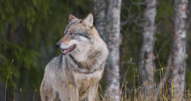 istock Large male grey wolf standing in the forest 1547534136