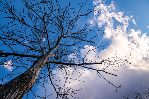 A bare walnut tree symbolically grows high toward the sky.